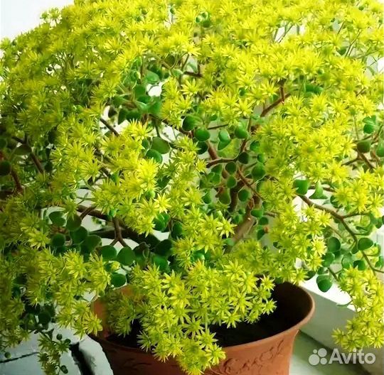 Аихризон-дерево любви.обмен