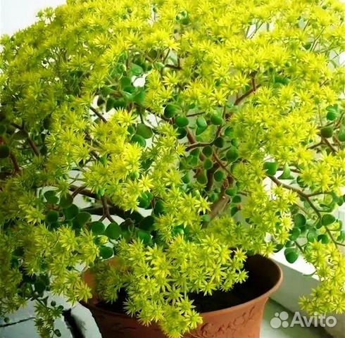 Аихризон-дерево любви.обмен