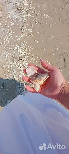 Морские ракушки раковины