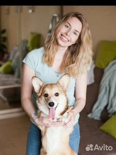 Выгул собак/няня для собаки / передержка