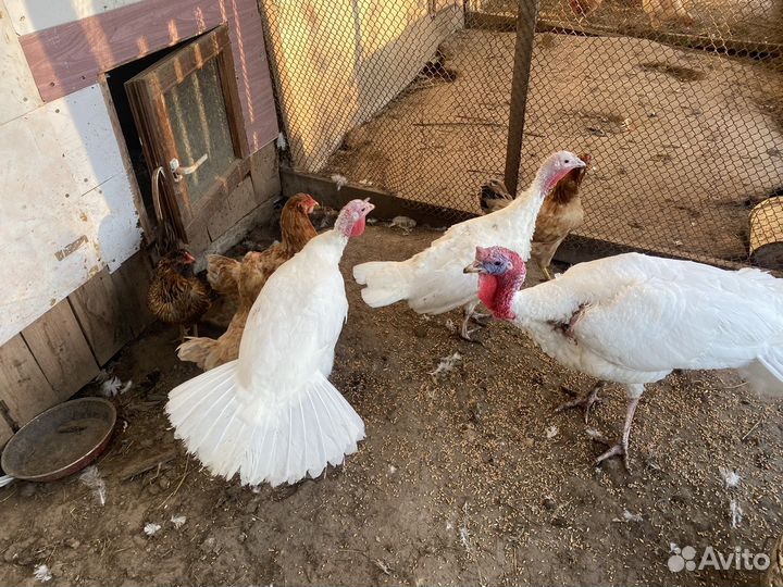 Семья индюков