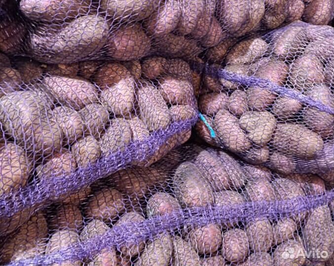 Картофель Оптом красный 6+ Алуэт в Екатеринбурге