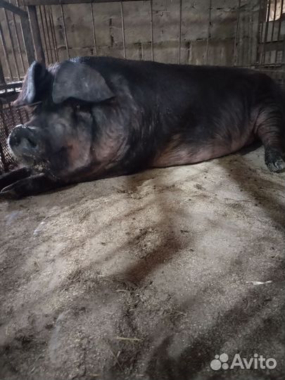 Хряк на племя и поросята