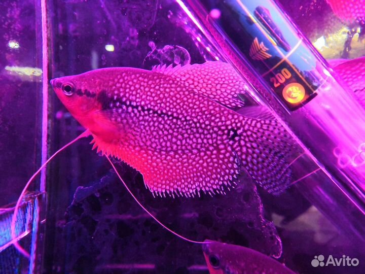 Гурами, лялиусы, макроподы и другие лабиринтовые