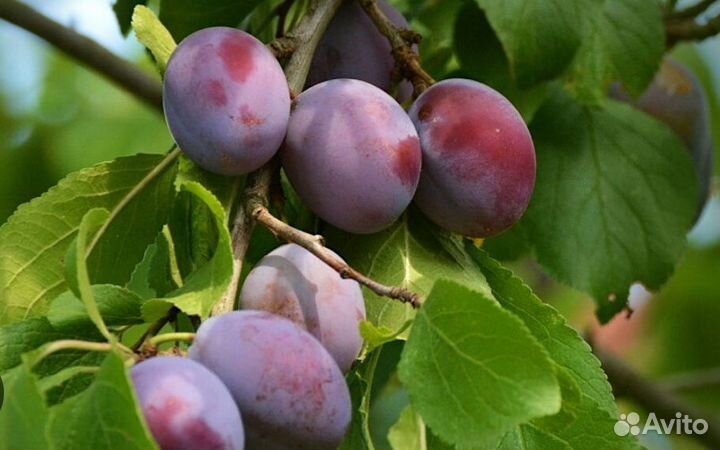 Саженцы слива