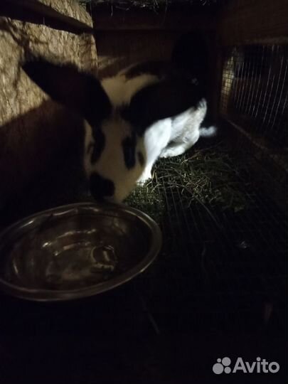 Продам крольчих 3 шт и крола осеменителя 1 шт