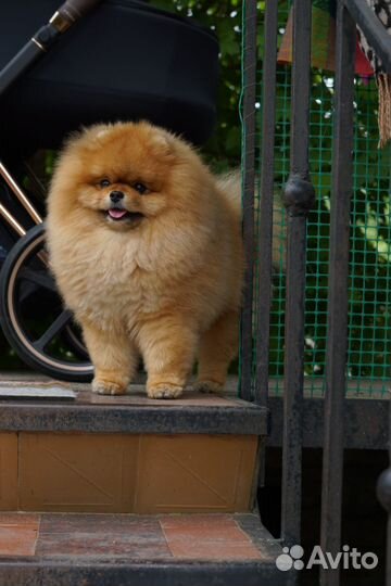 Померанский шпиц вязка