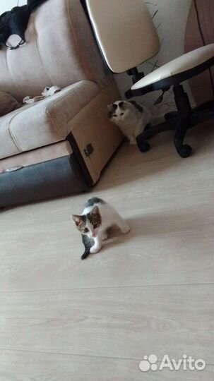 Европейская