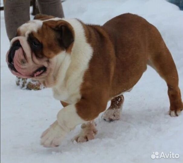 Английский бульдог вязка+щенки от него