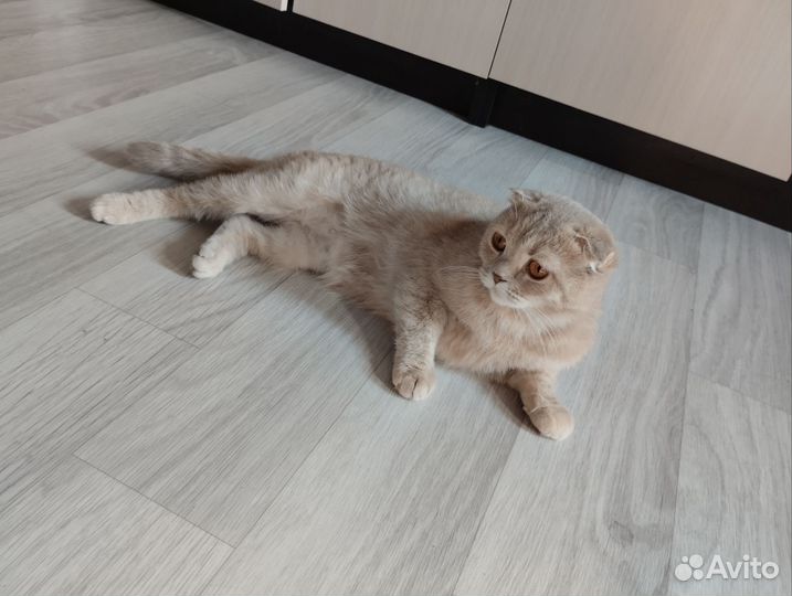 Красотка ищет жениха