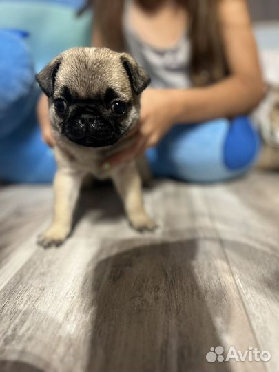 Щенки мопса