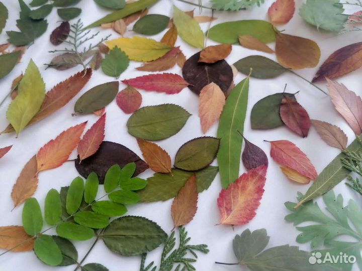 Гербарий плоскозасушенные лепестки, листья