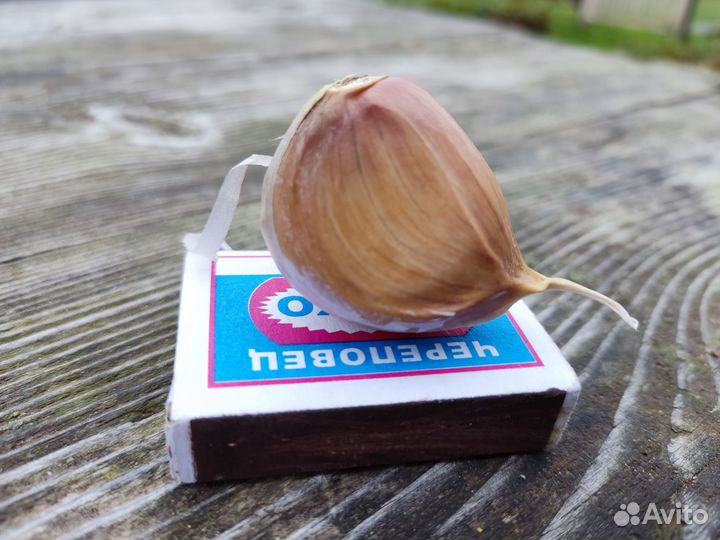 Озимый чеснок на еду и посадку