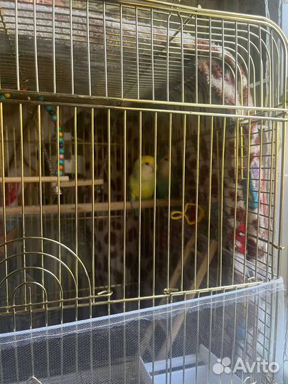 Попугай неразлучники с клеткой