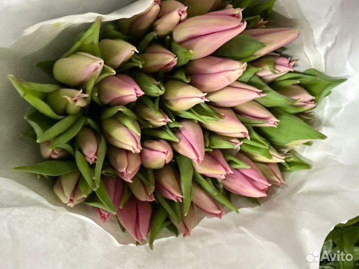 Букет тюльпанов розовых в офис от 51 шт