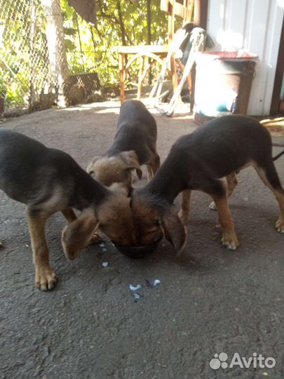 Щенки ручкой гончей