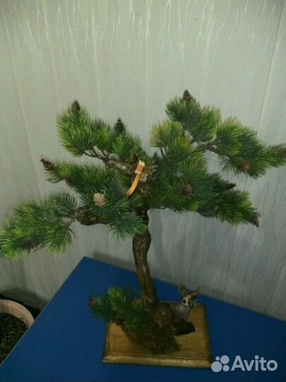 Бонсай для интерьера