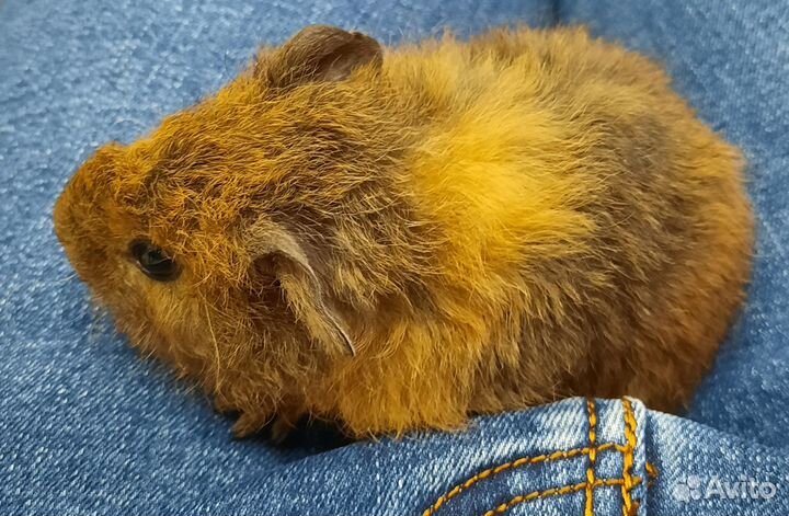 Морские свинки