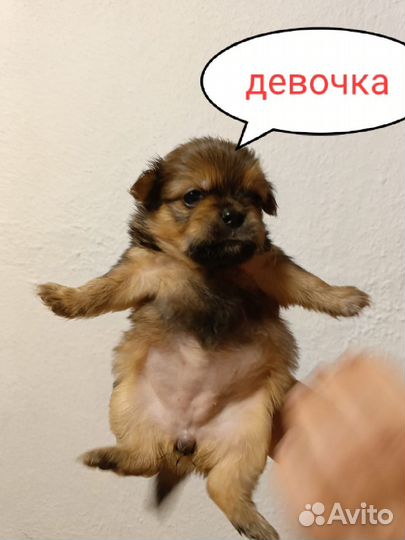 Щенки пекинеса