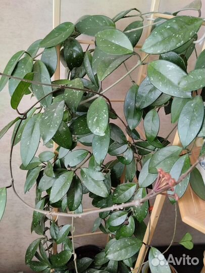 Комнатный цветок хойя