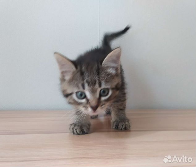 Котята в добрые руки бесплатно