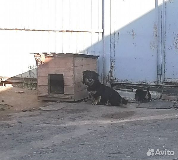 Отдам щенок мальчик