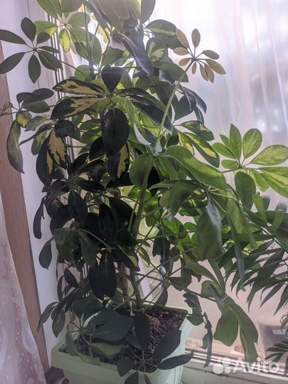 Шеффлера вариегатная, циссус