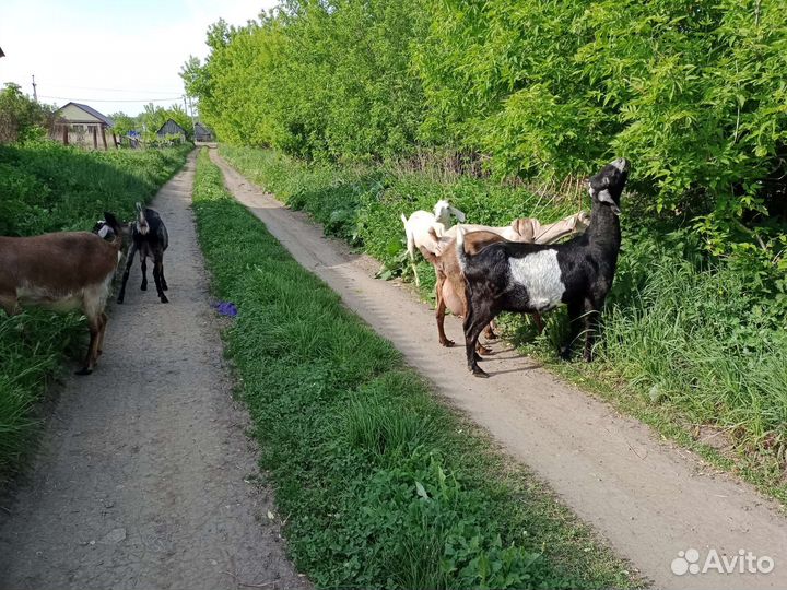 Нубийские козы