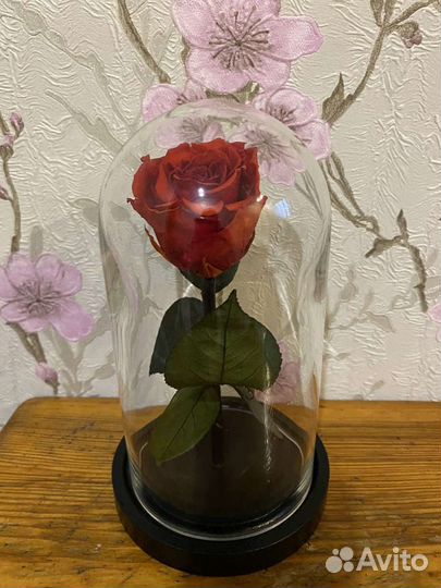 Роза живая в колбе
