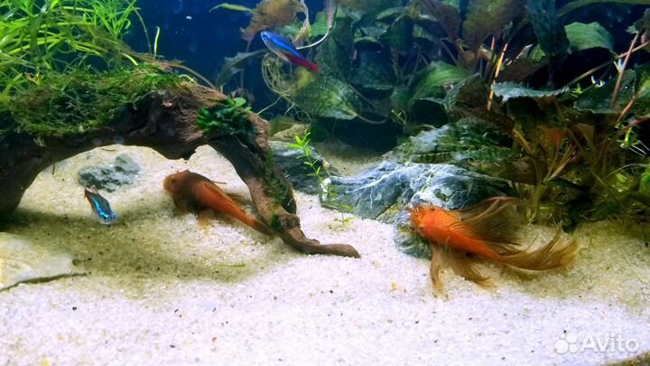 Анциструс Super Red