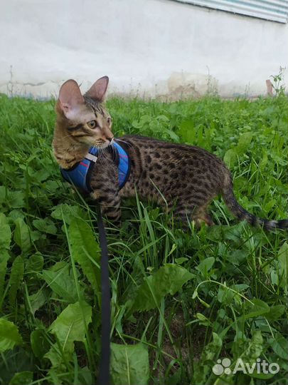 Котята саванна