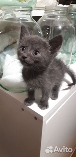 Вислоухие котята