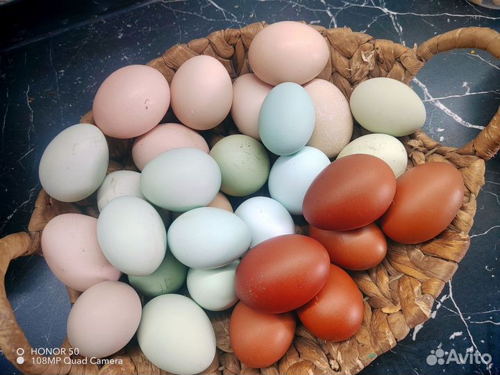 Инкубационное яйцо