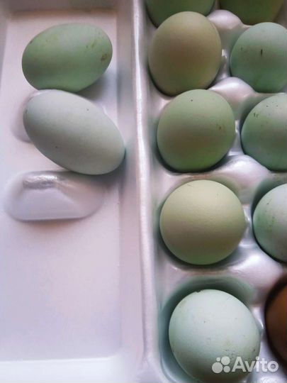 Яйцо инкубационное лакендази