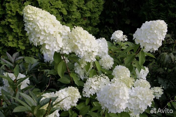 Питомник растений Flower Fairy