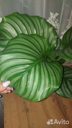 Калатея Орбифолия