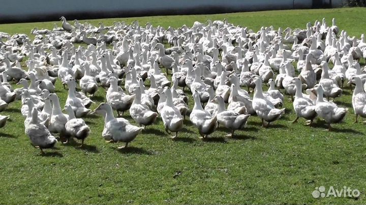 Утенок Мулард(утка-гусь)