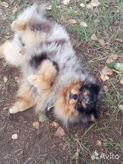 Немецкий шпиц вязка