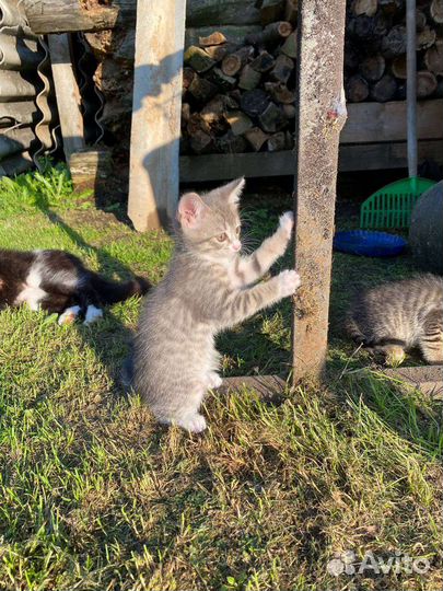 Отдаю котят в добрые руки