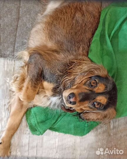 Передержка/зоогостиница животных/собак/кошек