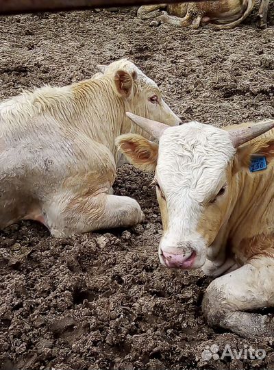 Быки на племя