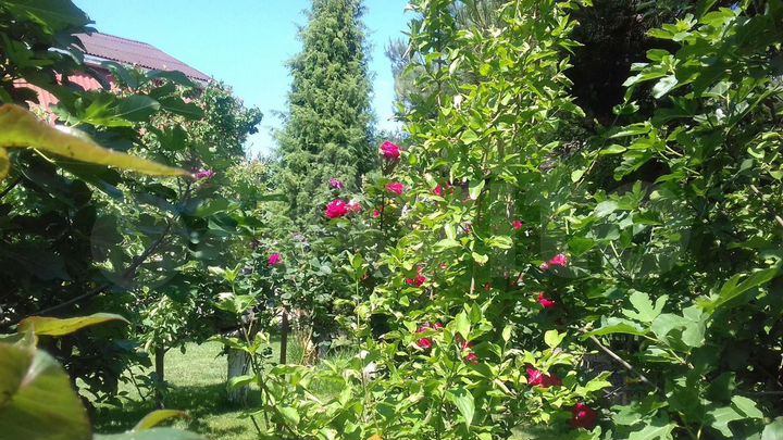 Комната 26 м², 1/2 эт.