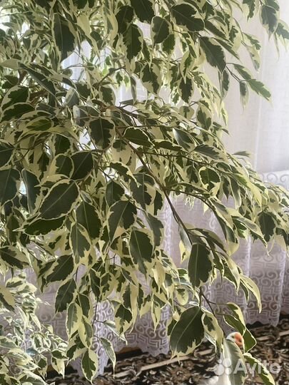 Фикус бенджамина