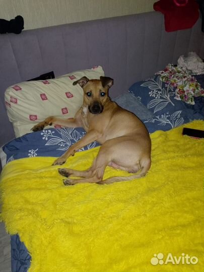 Щенки питбуля