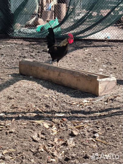 Декоративные карликовые куры