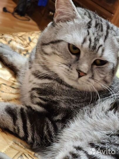 Шотландская