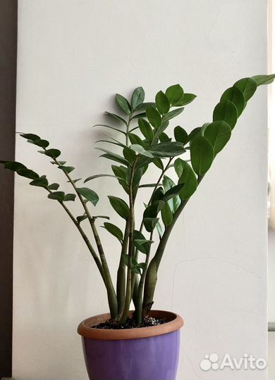 Замиакулькас укоренненый лист