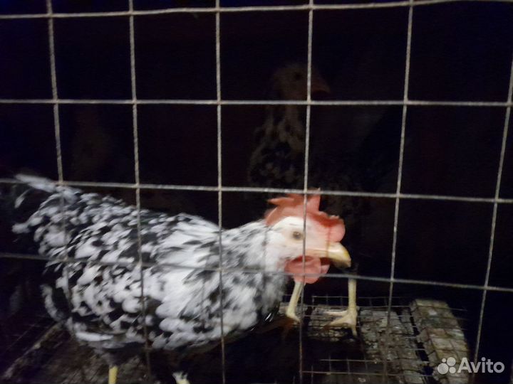 Куры несушки Долматинец