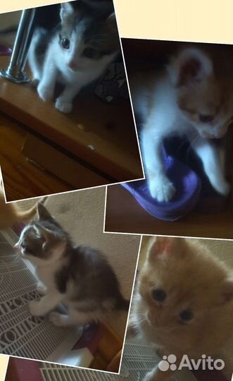 Кошки в добрые руки бесплатно