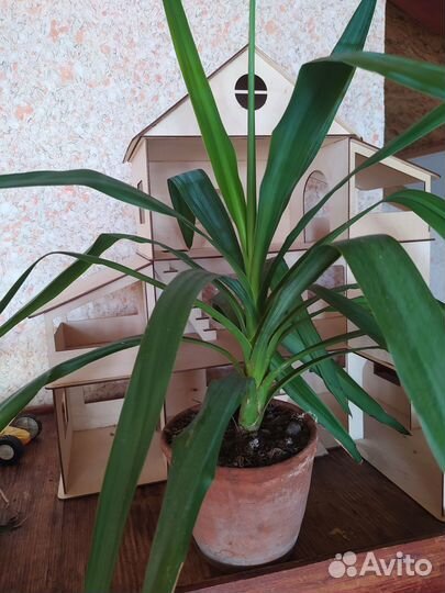 Комнатные растения